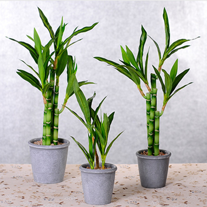 Tanaman Bambu Keberuntungan Bu - Succulent Set ulasan dan harga
